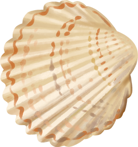 Sea Shell
